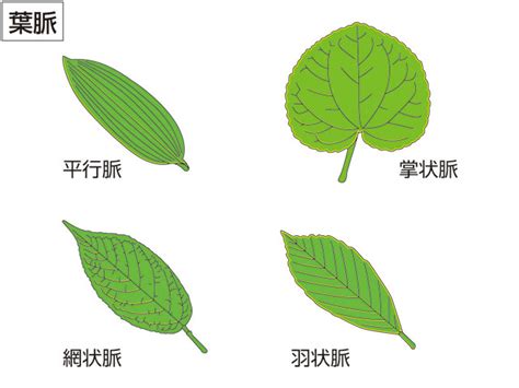 網狀脈平行脈差別|植物知多少